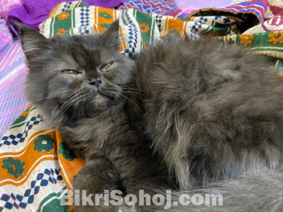 Semi punch persian cat